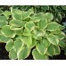 Хоста Hosta Fragrant Bouquett